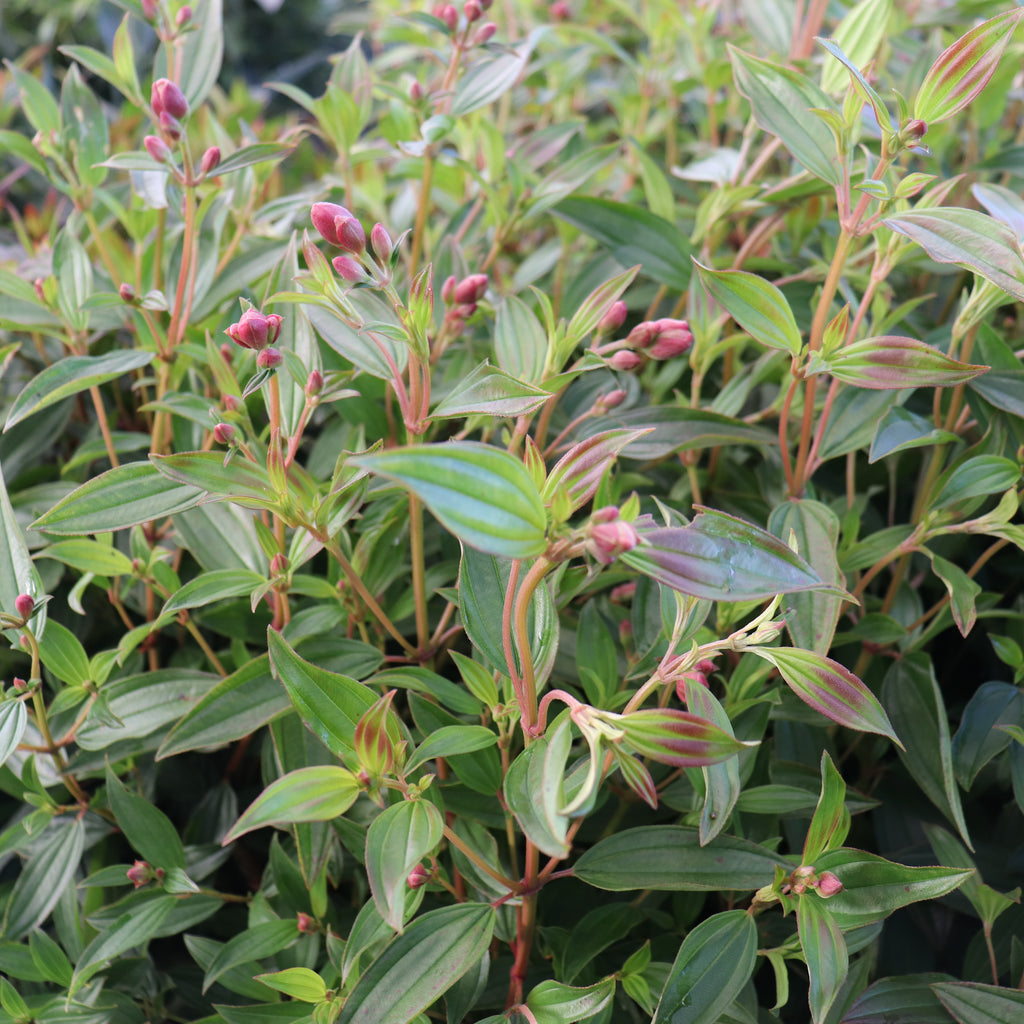 Tibouchina granulosa Carolyn Image
