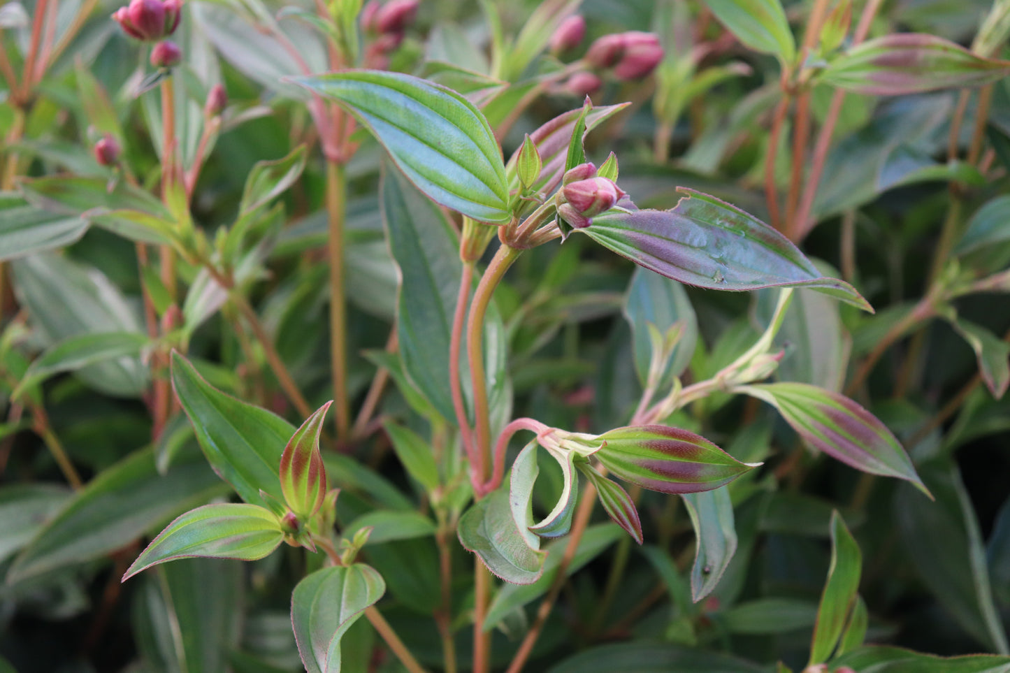 Tibouchina granulosa Carolyn 2