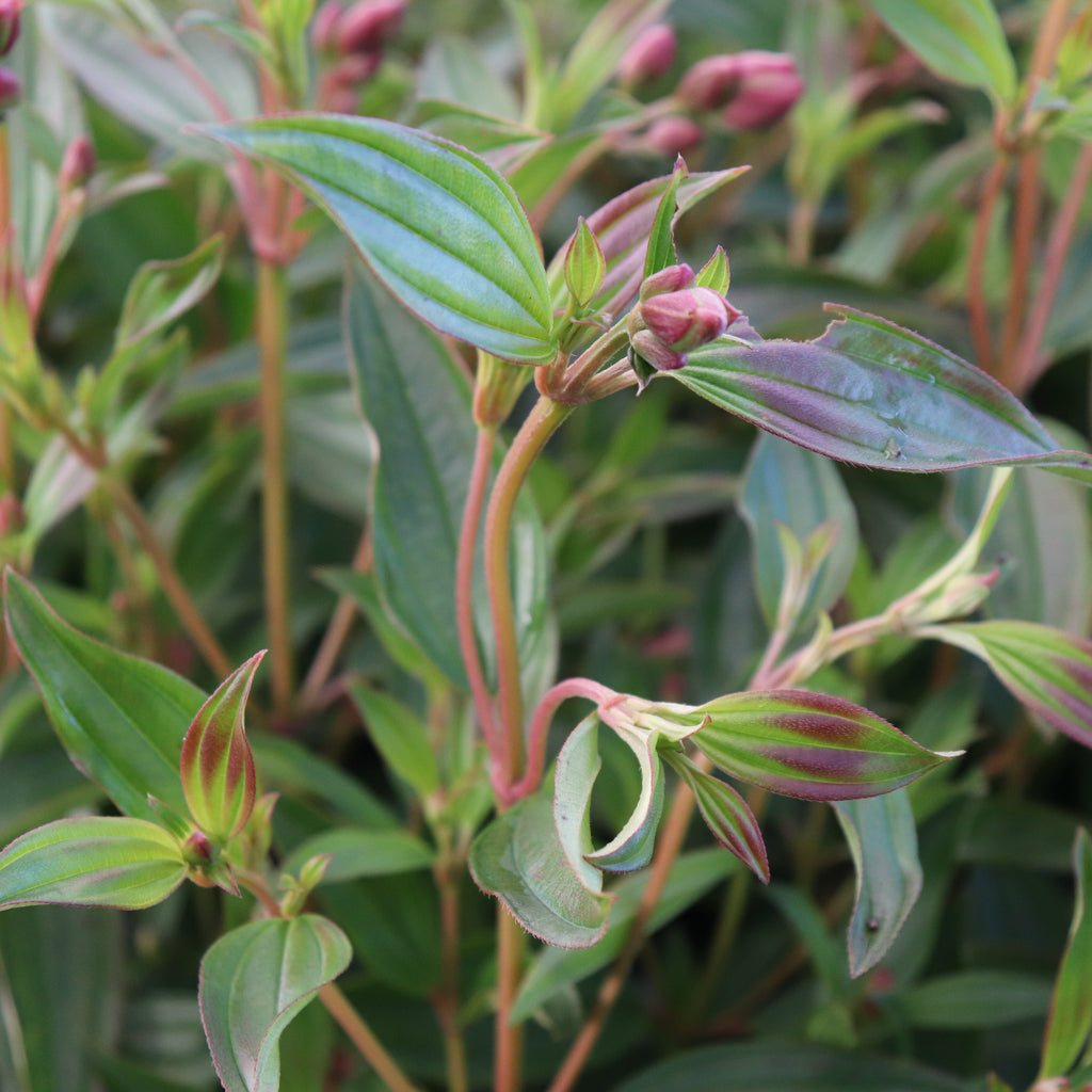 Tibouchina granulosa Carolyn Image