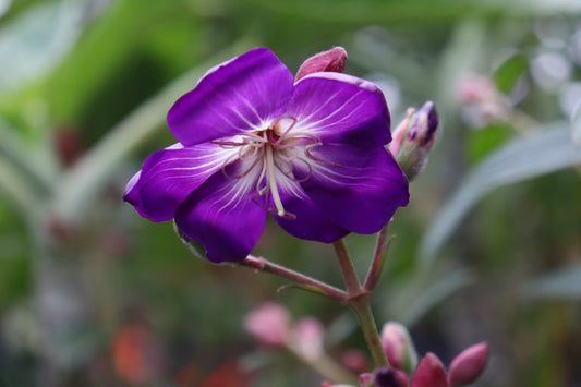 Tibouchina granulosa Carolyn 3