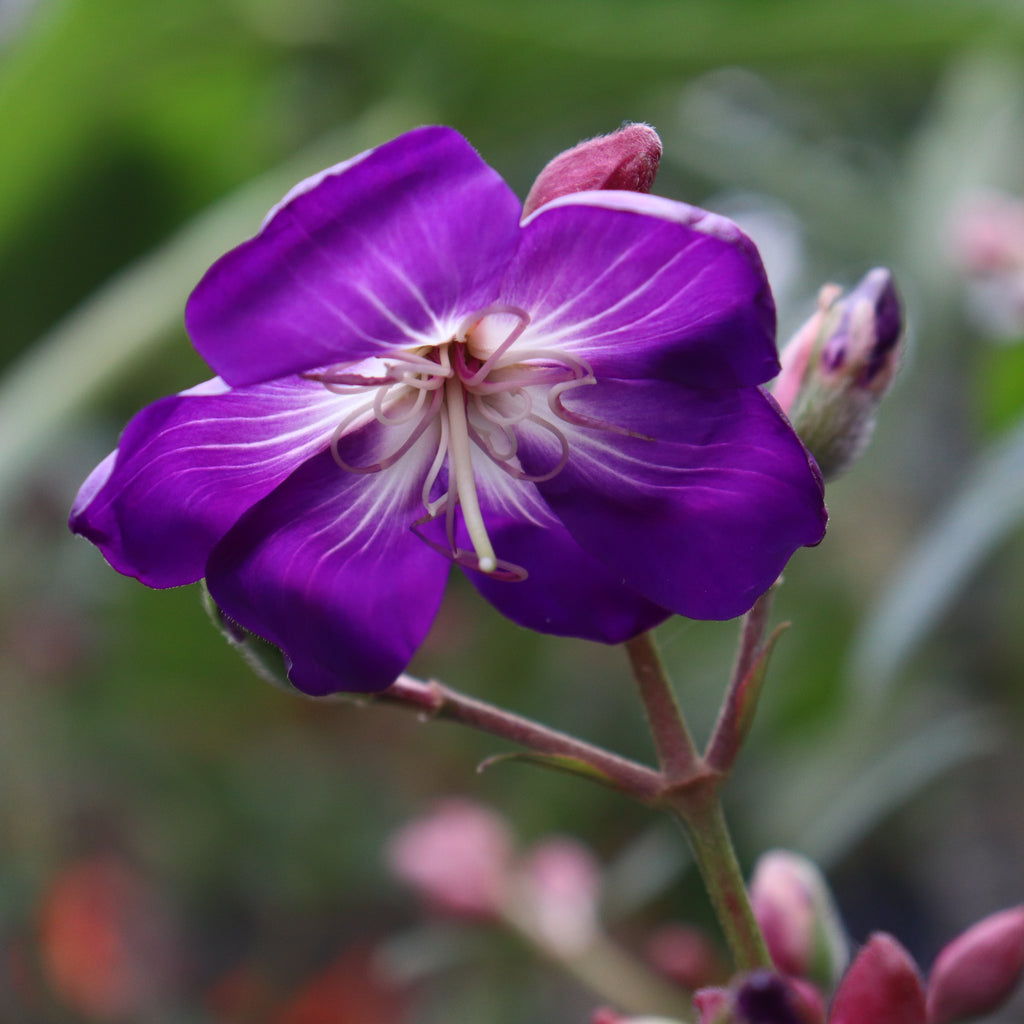 Tibouchina granulosa Carolyn Image