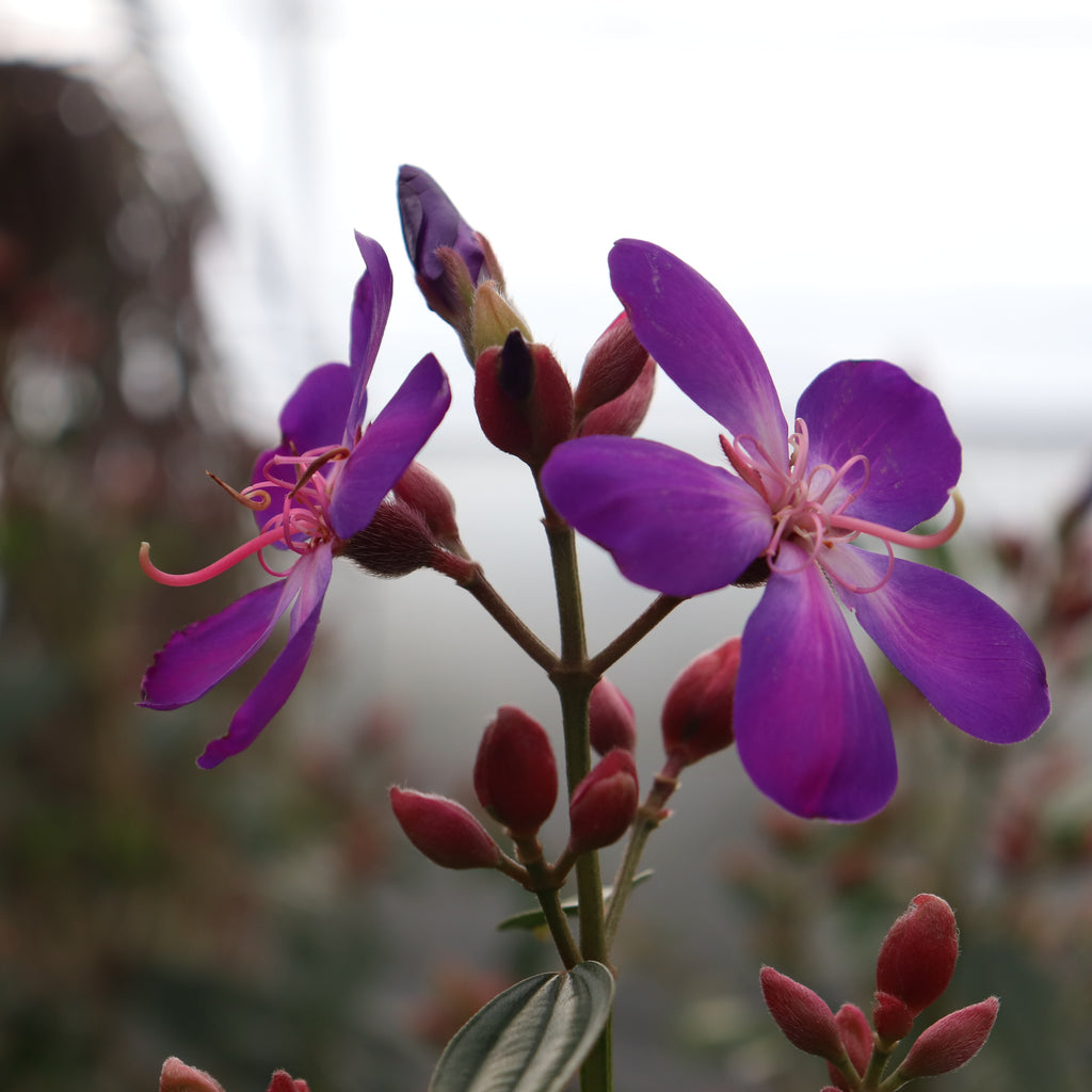 Tibouchina granulosa Carolyn Image