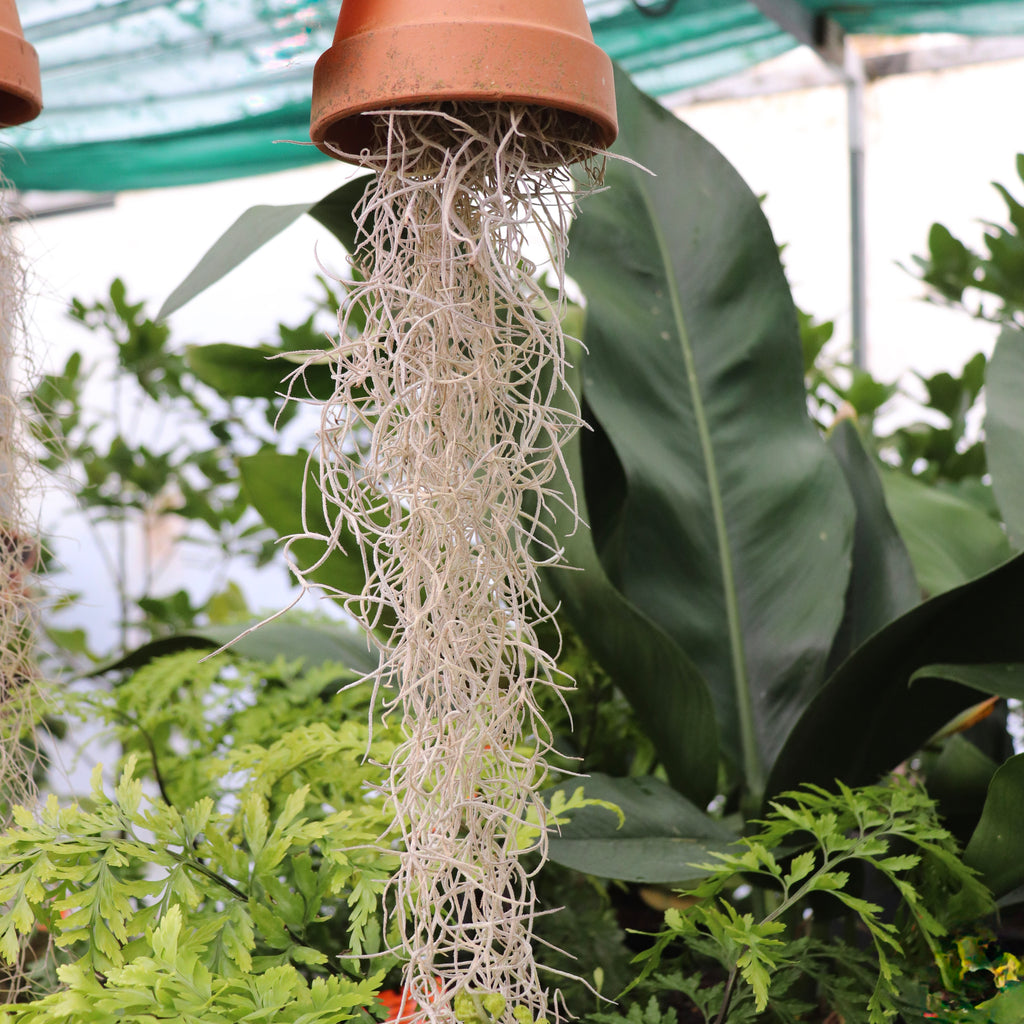 Tillandsia species Image