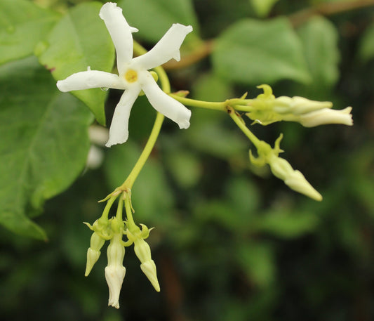Trachelospermum jasminoides 2