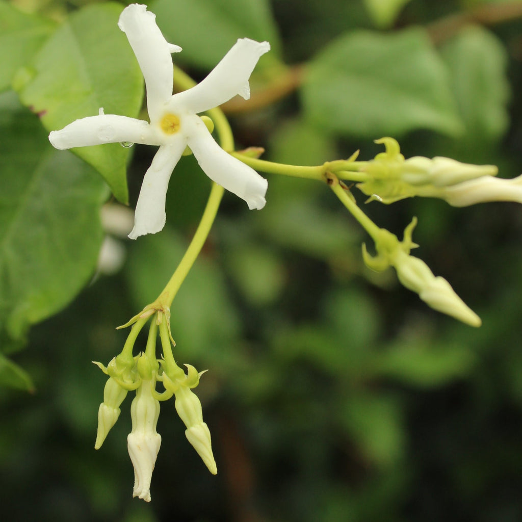 Trachelospermum jasminoides Image