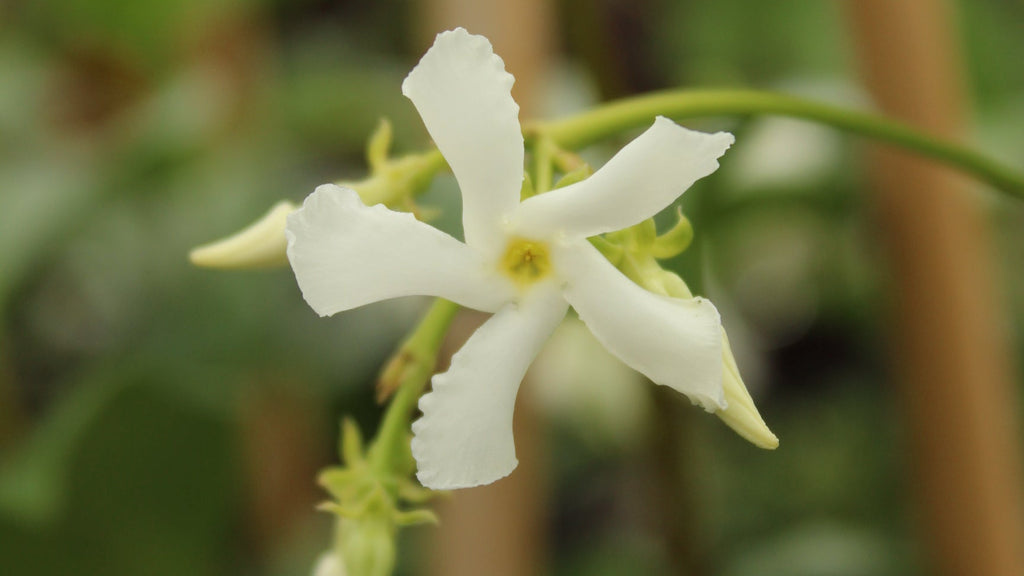 Trachelospermum jasminoides Image