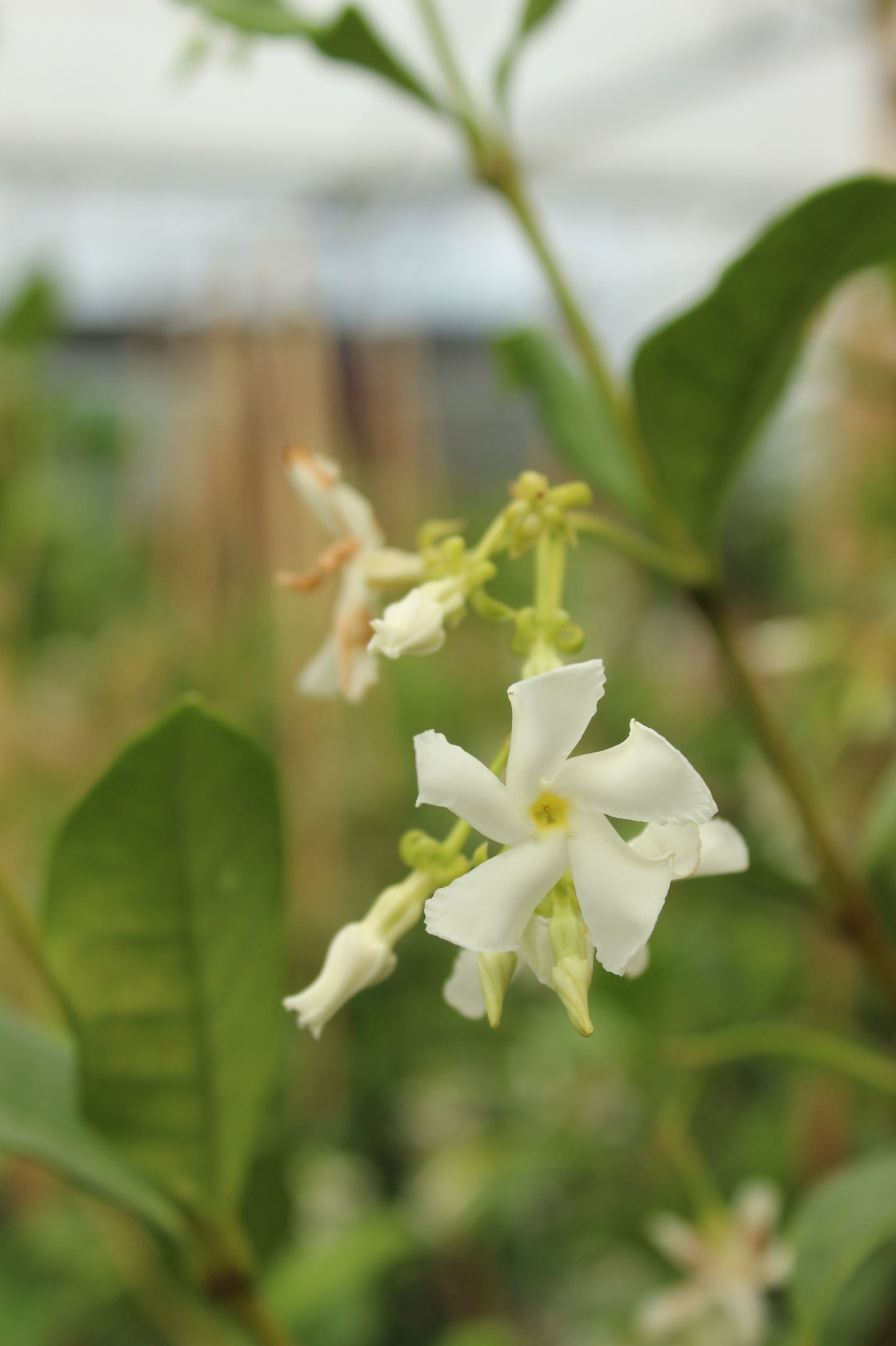Trachelospermum jasminoides 4