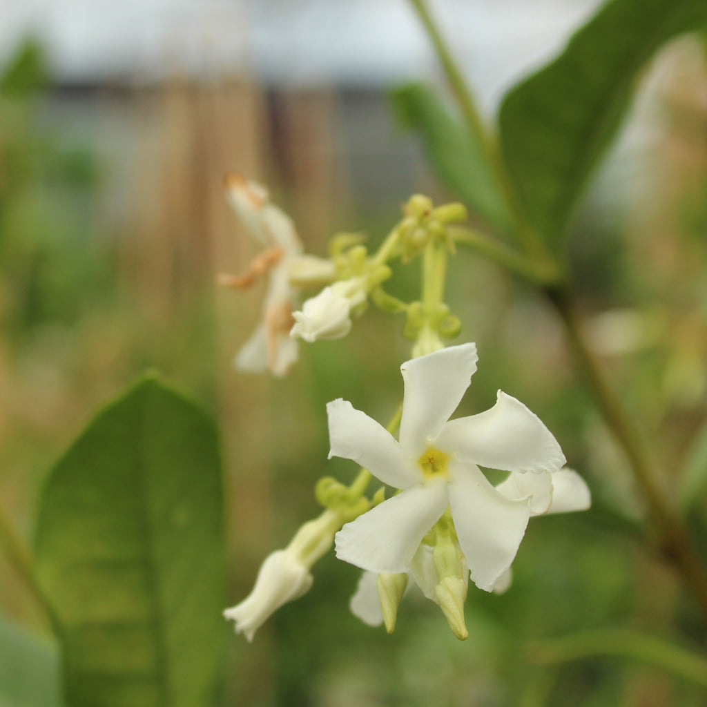 Trachelospermum jasminoides Image