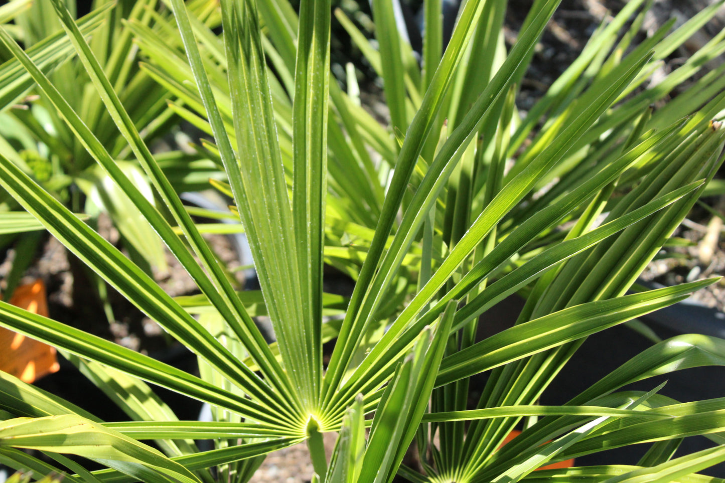 Trachycarpus fortunei