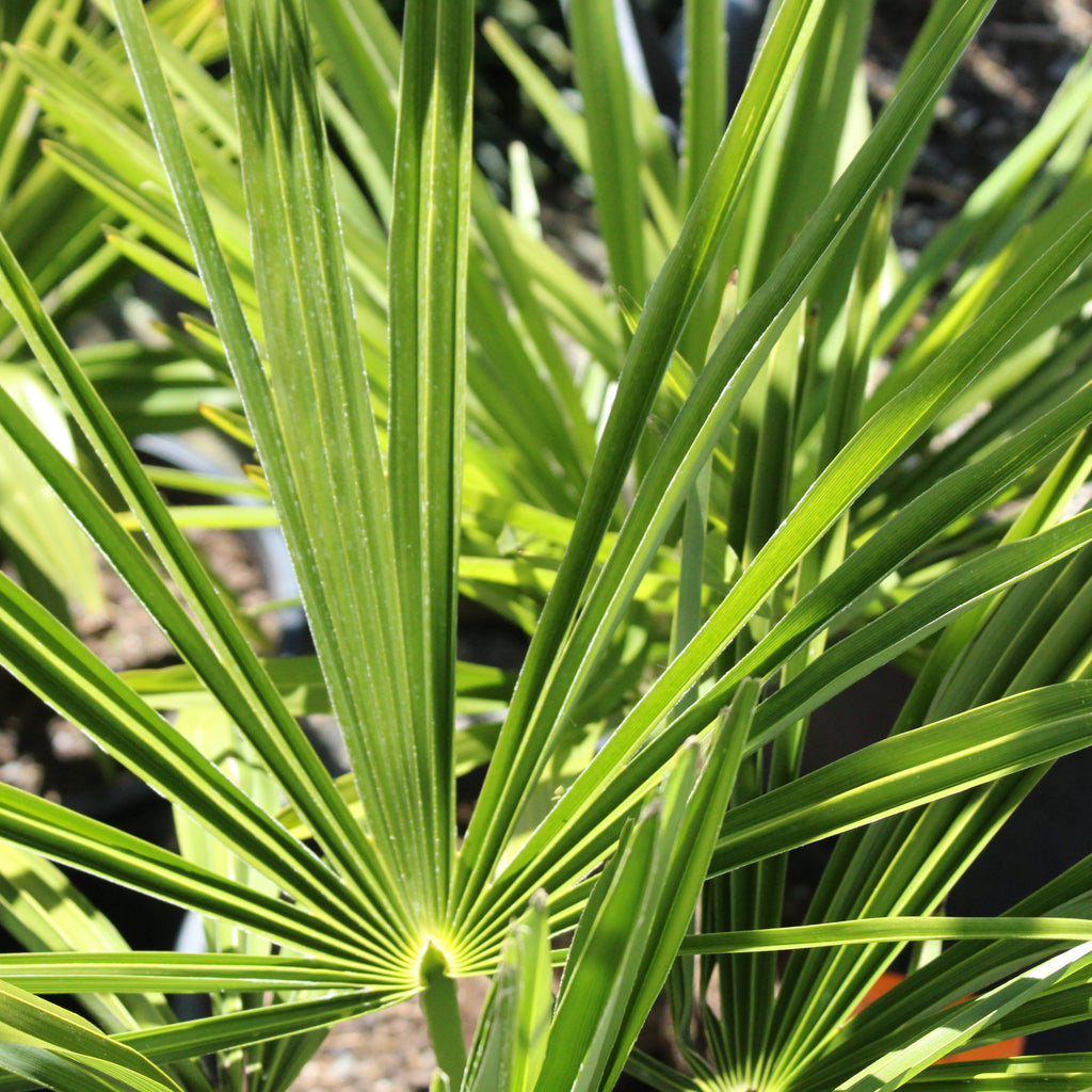 Trachycarpus fortunei Image