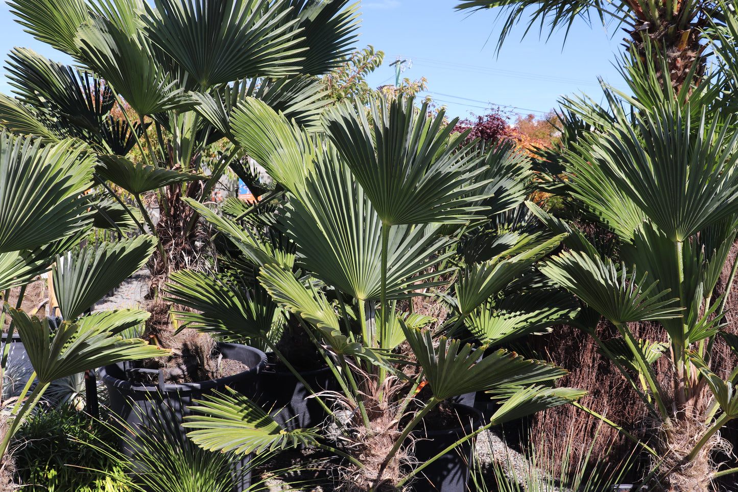 Trachycarpus fortunei 2