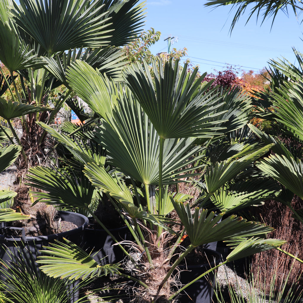 Trachycarpus fortunei Image