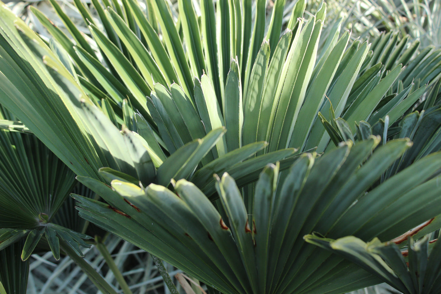 Trachycarpus wagnerianus