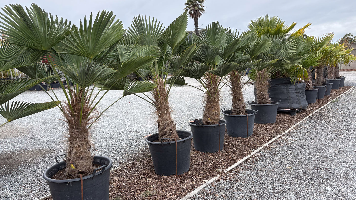 Trachycarpus wagnerianus 3