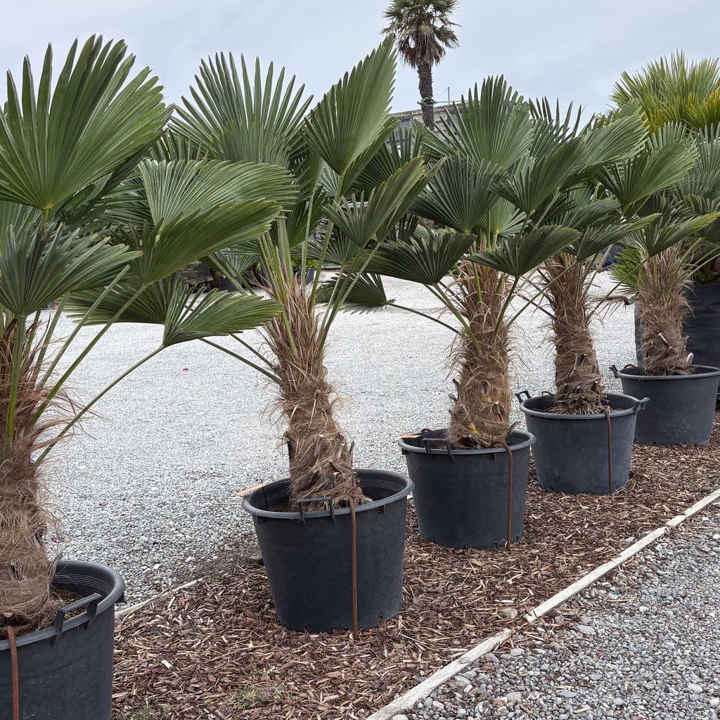 Trachycarpus wagnerianus Image