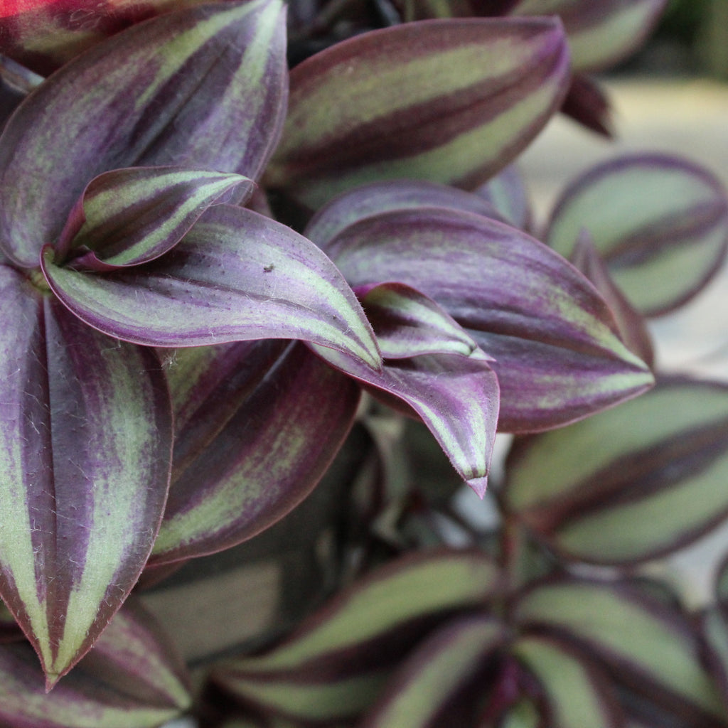 Tradescantia Zebrina Image
