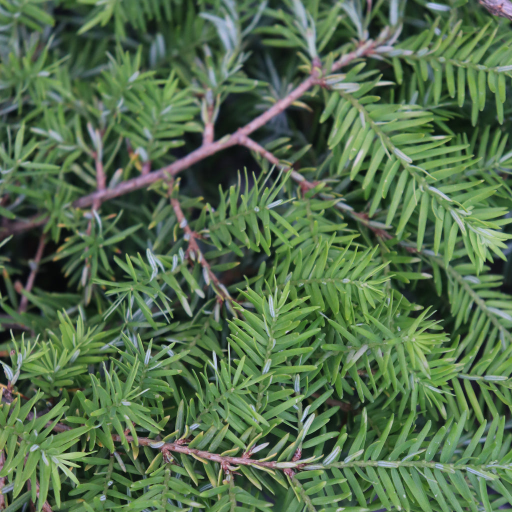 Tsuga canadensis Pendula Image