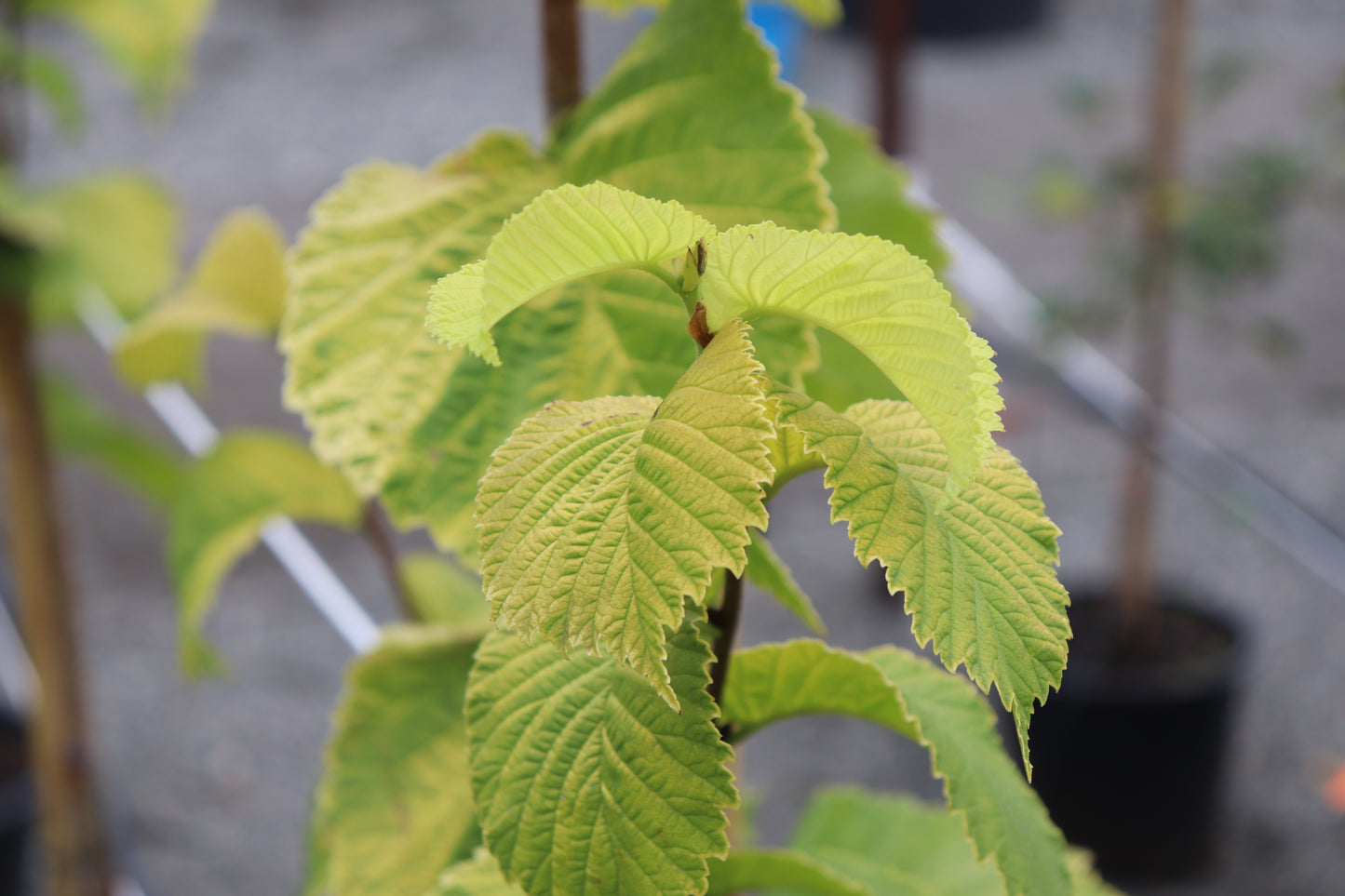 Ulmus Louis Van Houtte
