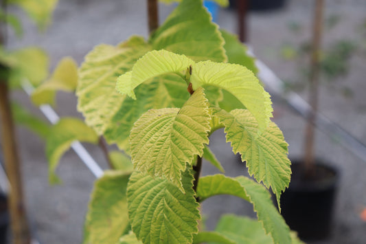 Ulmus Louis Van Houtte