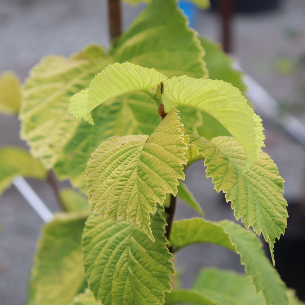 Ulmus Louis Van Houtte Image