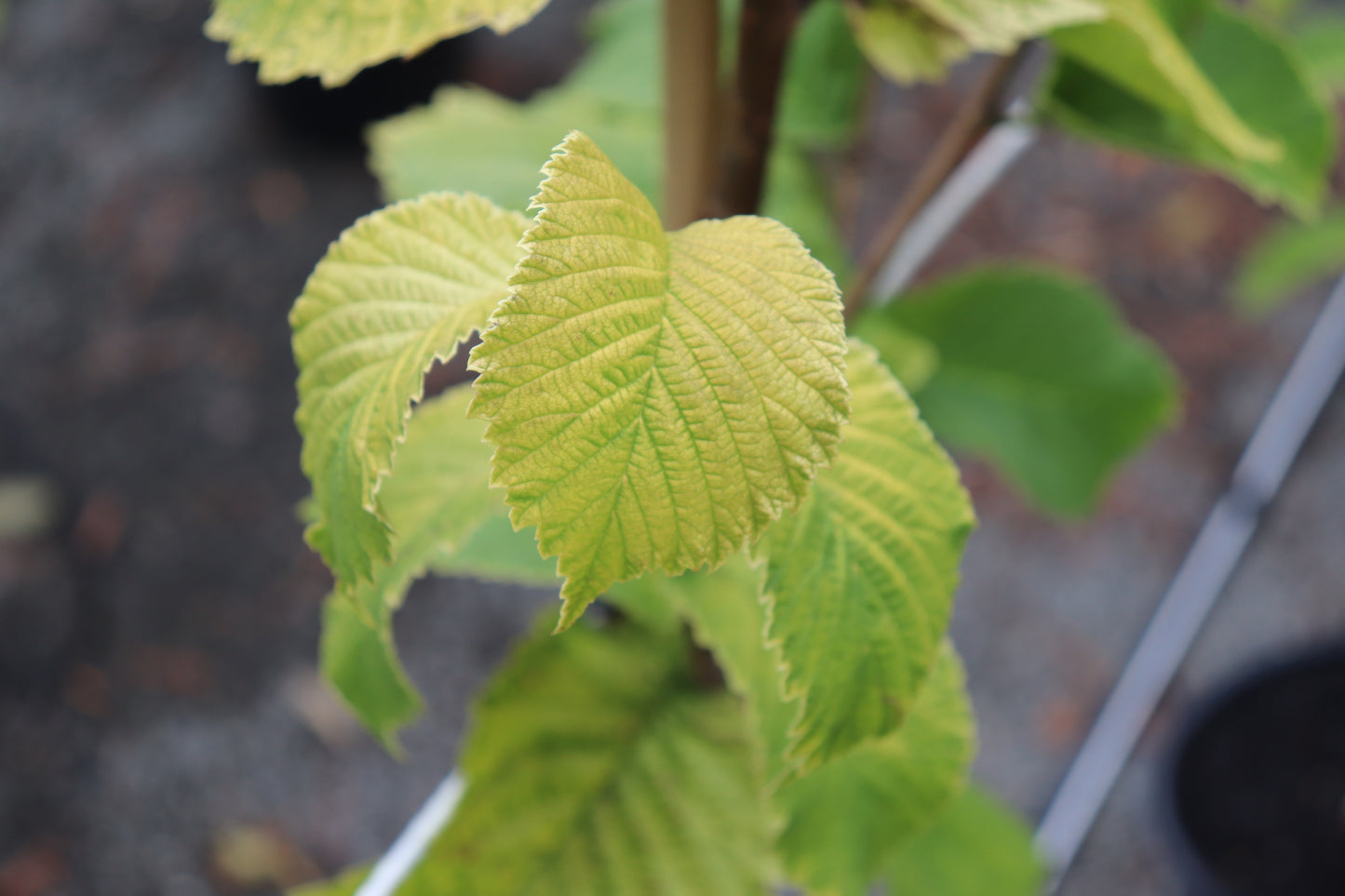 Ulmus Louis Van Houtte 2