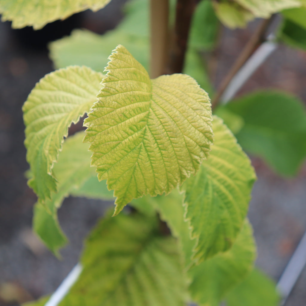 Ulmus Louis Van Houtte Image