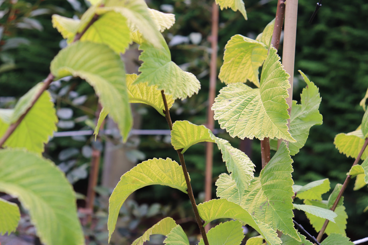 Ulmus Louis Van Houtte 3