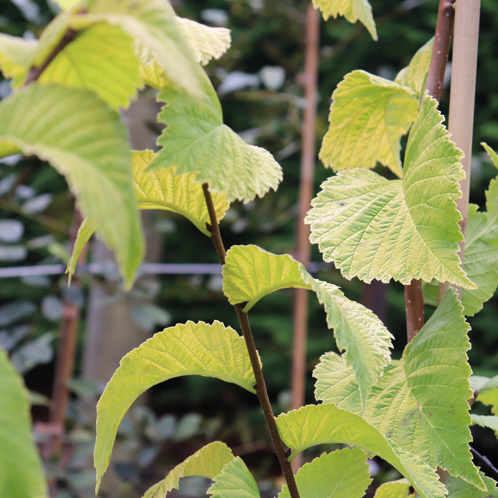 Ulmus Louis Van Houtte Image