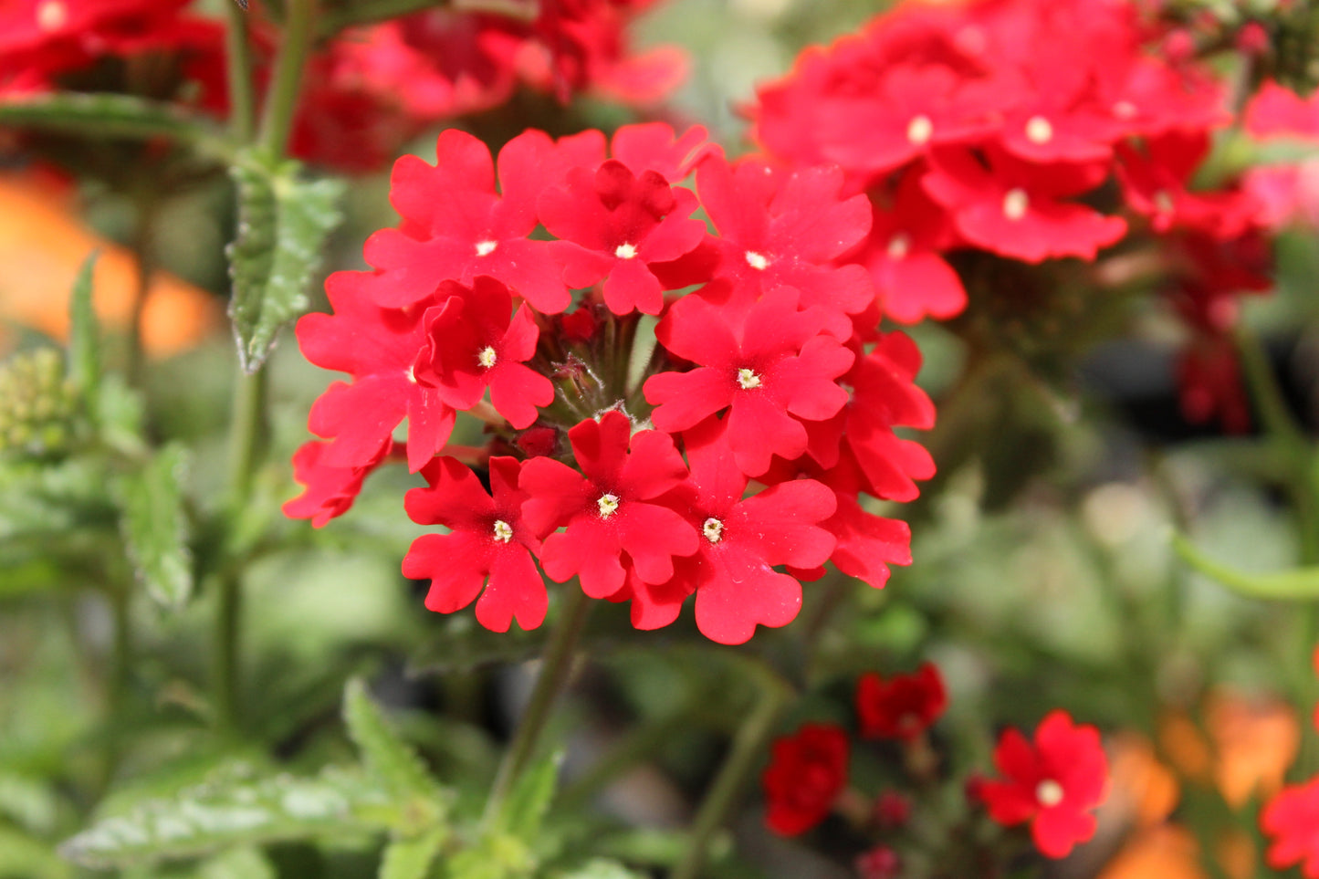 Verbena Fire Chief