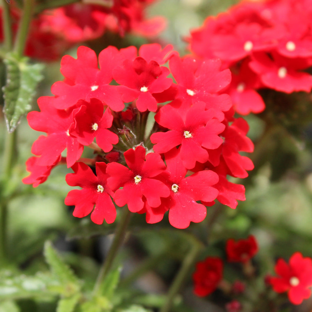 Verbena Fire Chief Image