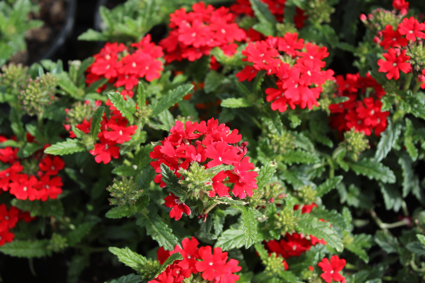 Verbena Fire Chief 2