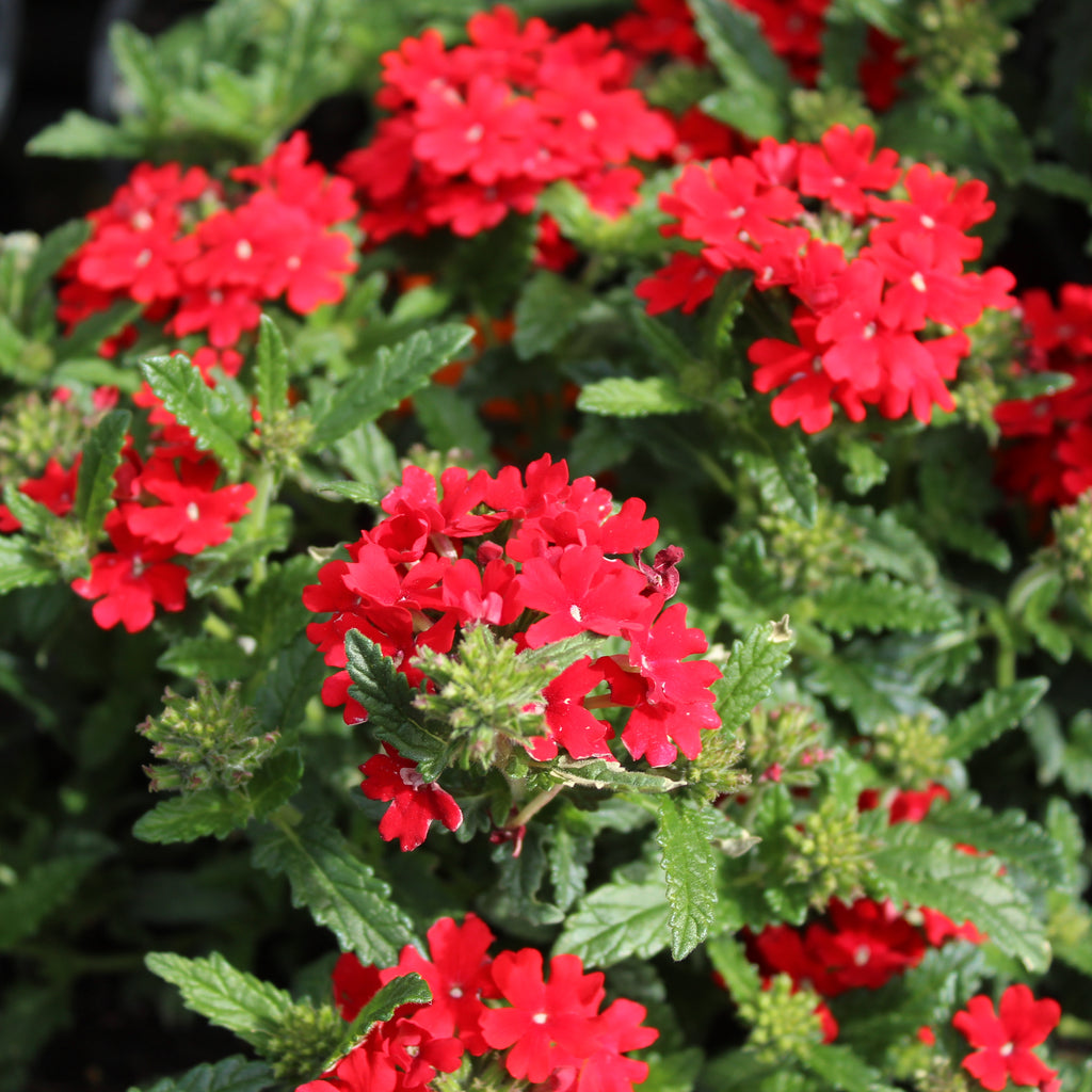 Verbena Fire Chief Image
