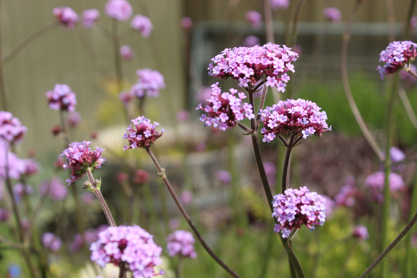 Verbena bonariensis