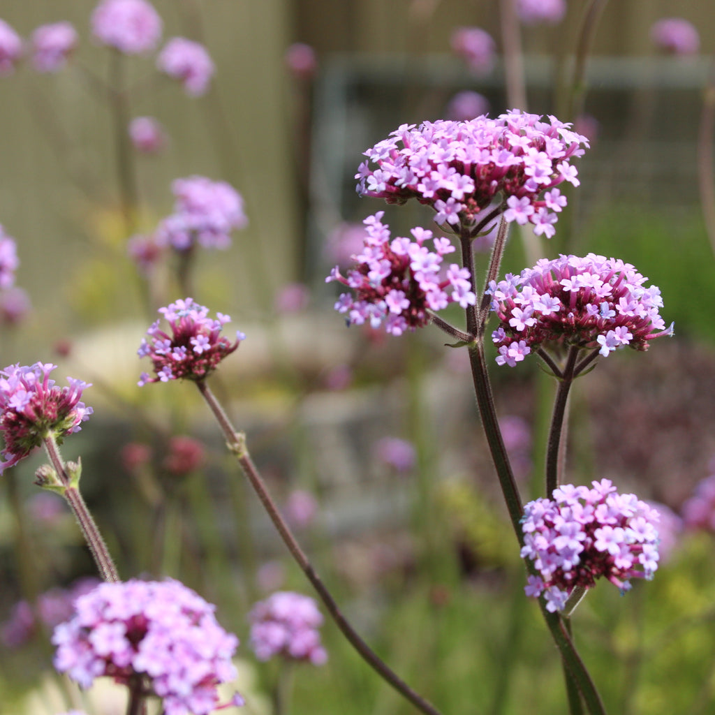 Verbena bonariensis Image