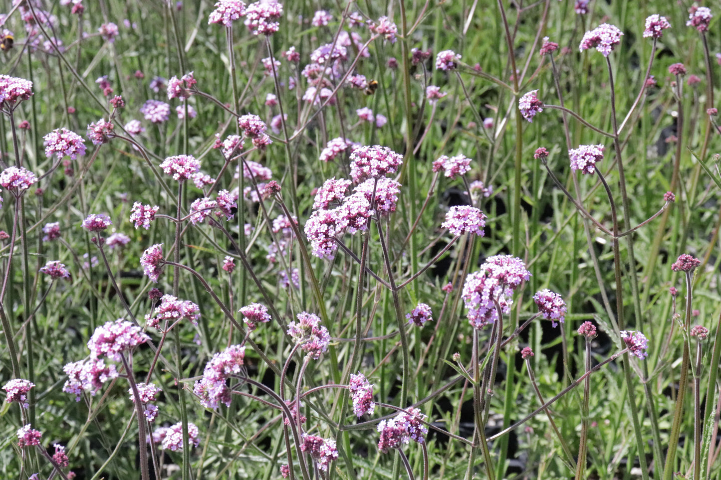 Verbena bonariensis 2