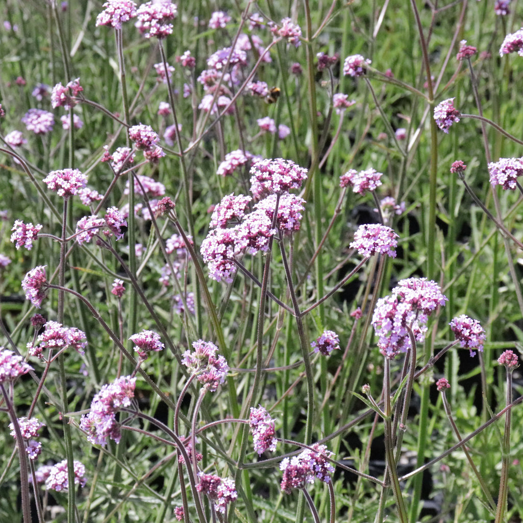 Verbena bonariensis Image