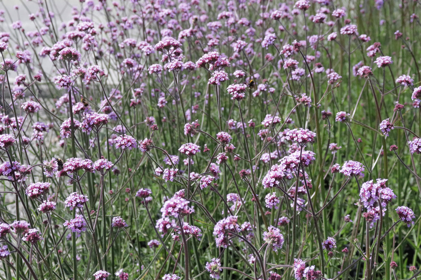Verbena bonariensis 3