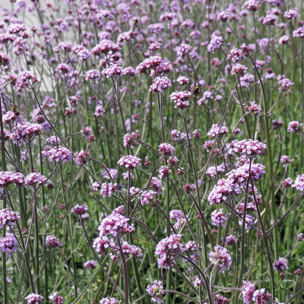 Verbena bonariensis Image
