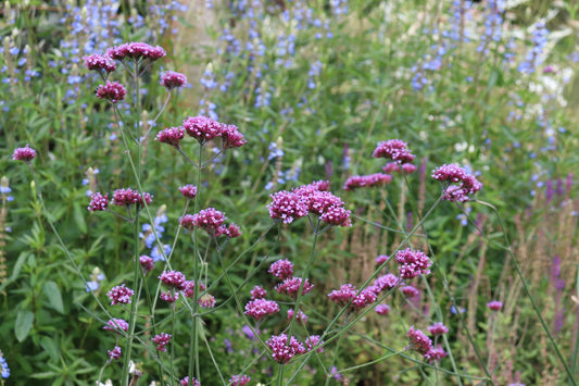 Verbena bonariensis 4