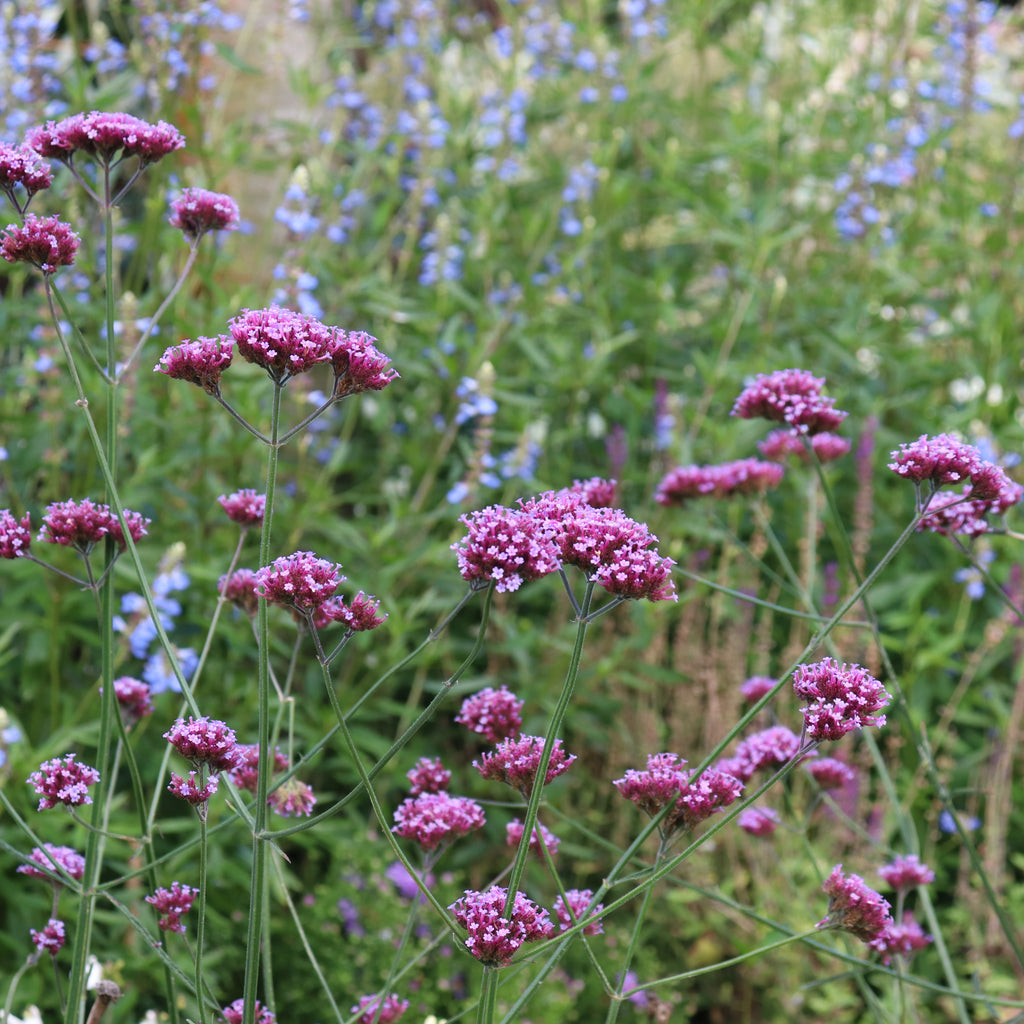Verbena bonariensis Image
