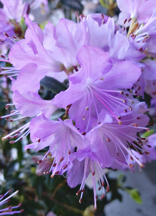 Rhododendron Vibrant Violet