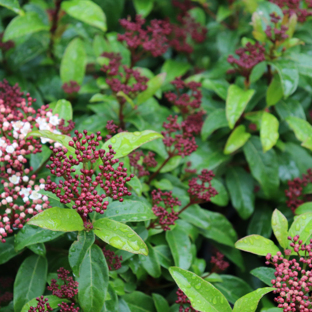 Viburnum Emerald Beauty Image
