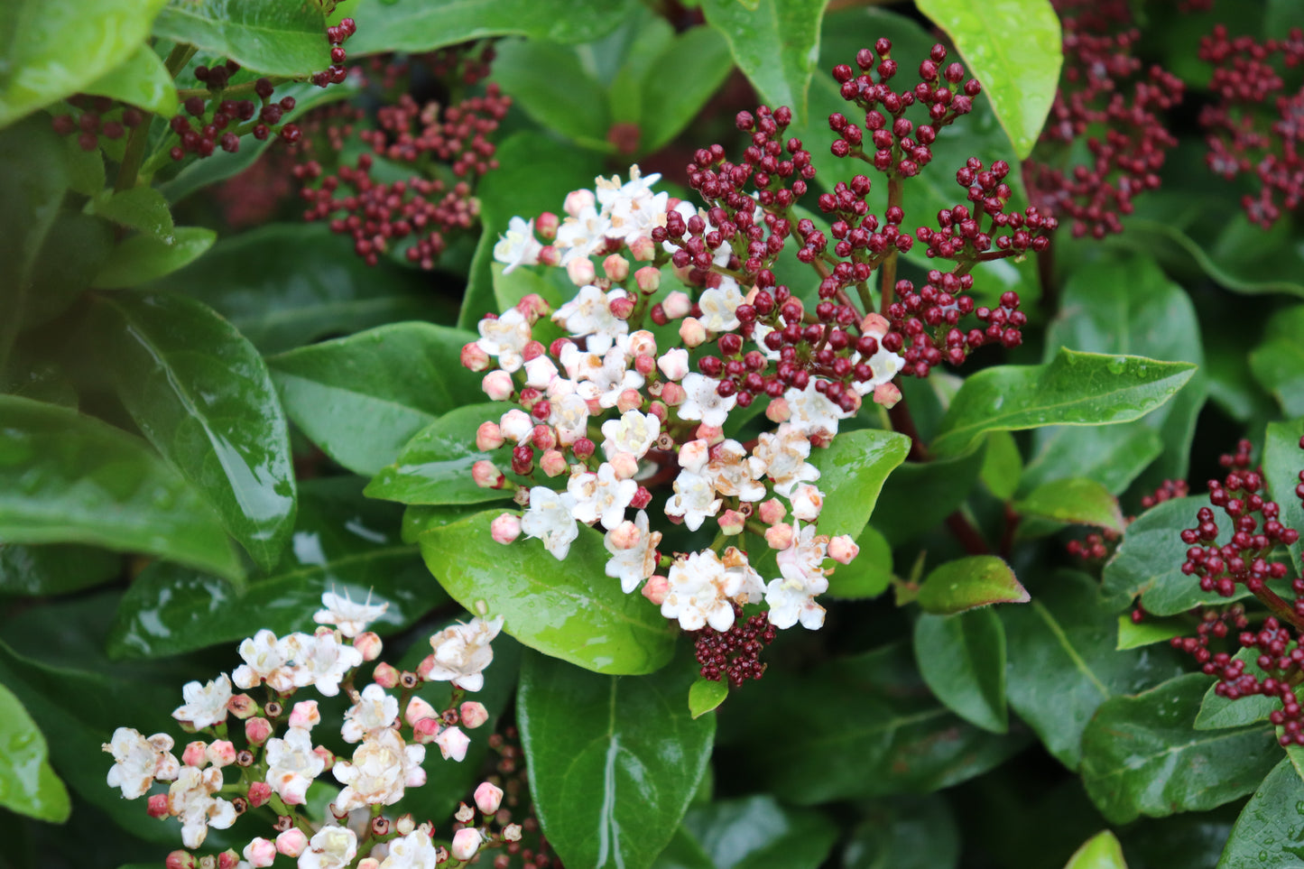 Viburnum Emerald Beauty 2