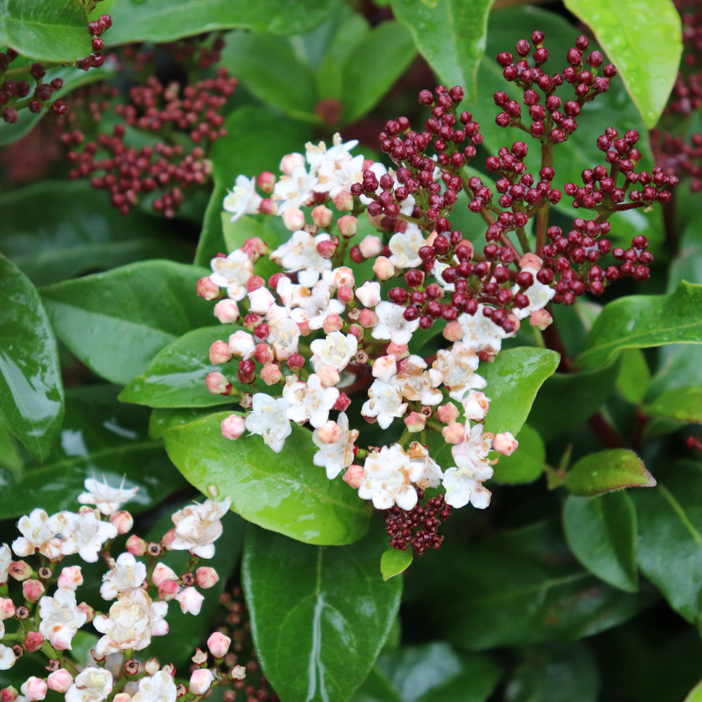 Viburnum Emerald Beauty Image