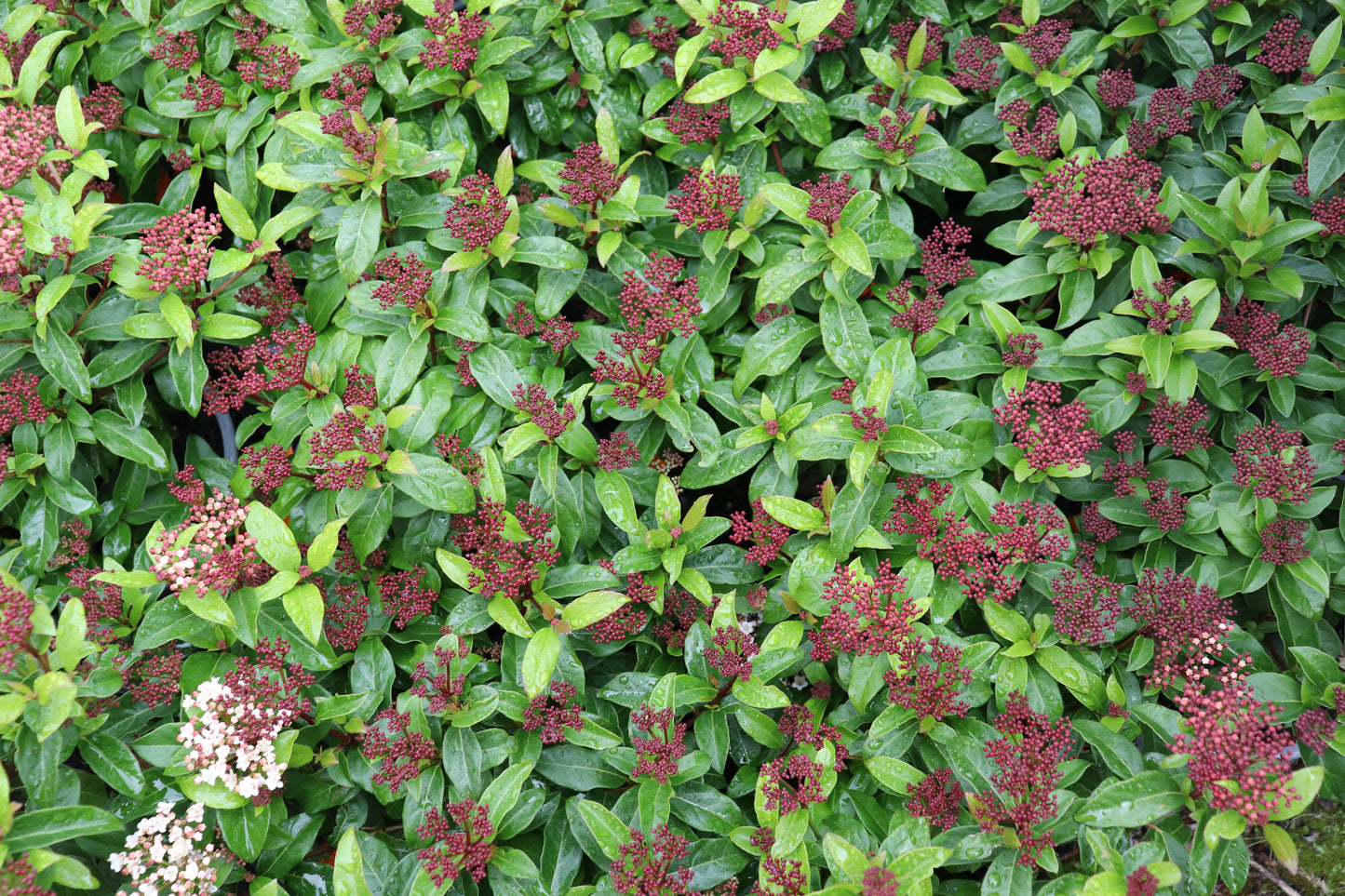 Viburnum Emerald Beauty 3
