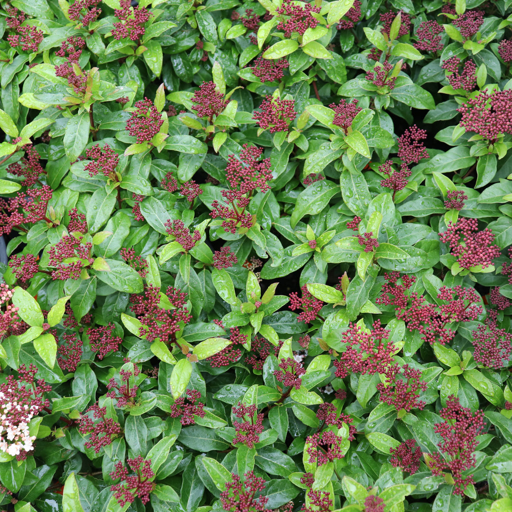 Viburnum Emerald Beauty Image