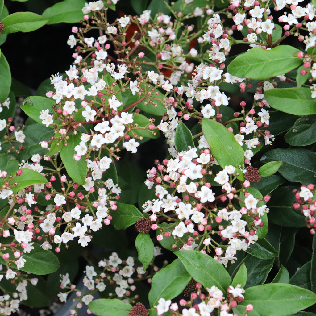 Viburnum Emerald Beauty Image