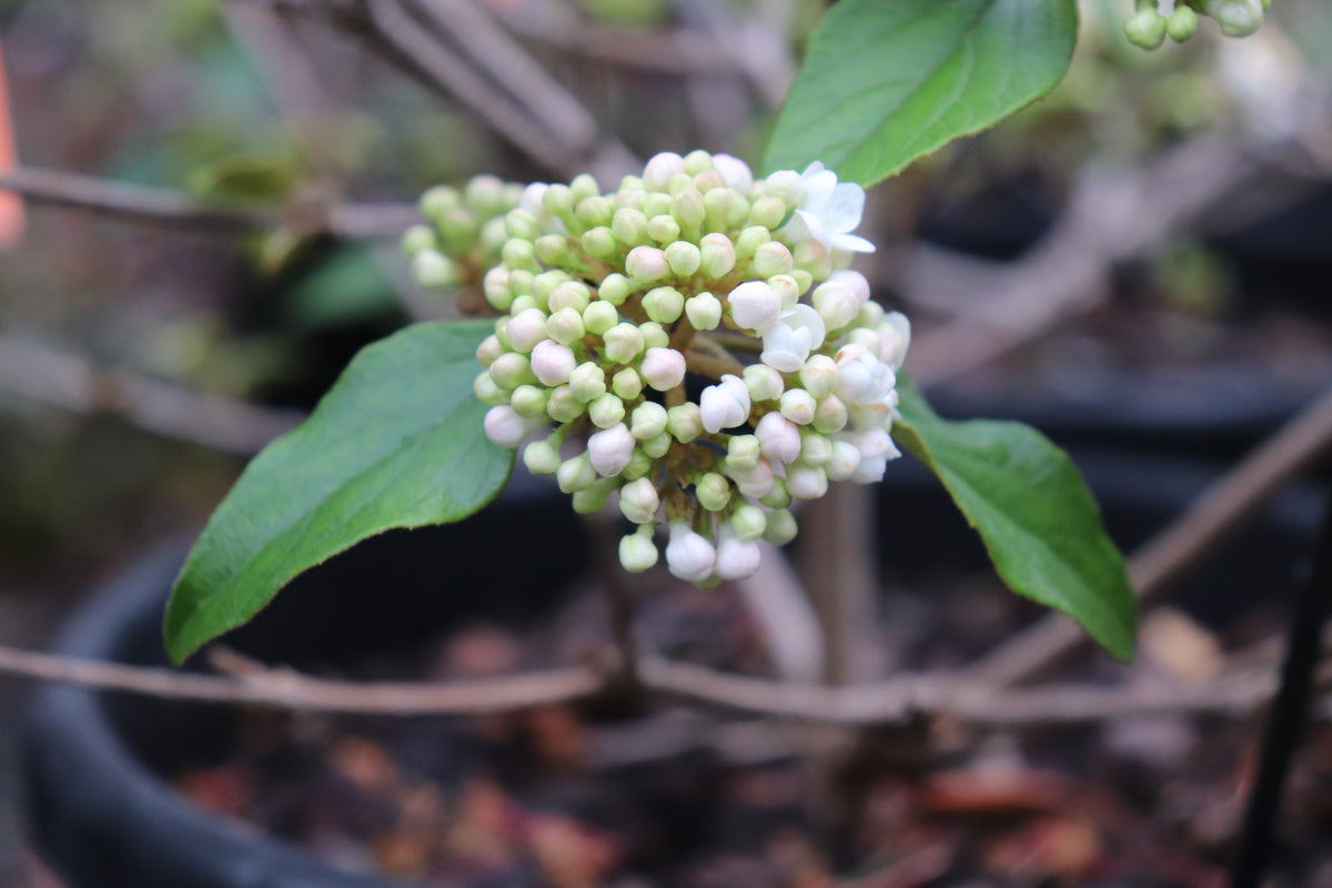 Viburnum Eskimo