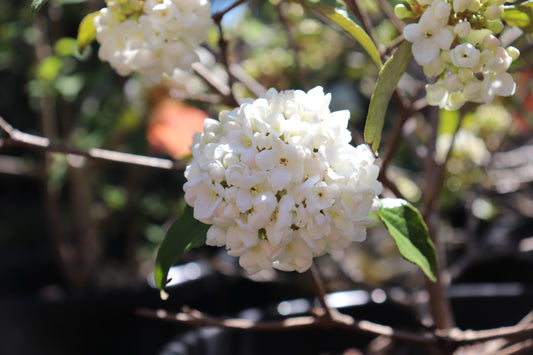Viburnum Eskimo 2