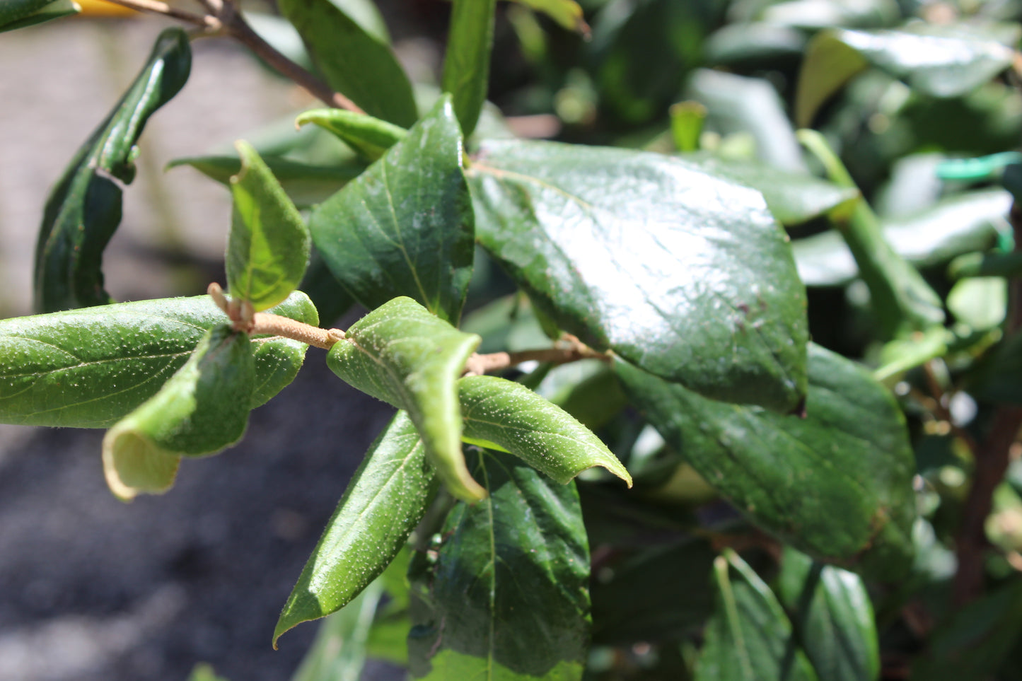 Viburnum burkwoodii